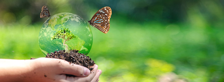 Nachhaltigkeit_Schmetterling_452x165px