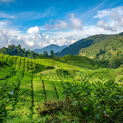 Ein Weitwinkelbild einer weiten, grünen Teeplantage in Malaysia, die sich über sanfte Hügel erstreckt. Die Teebüsche sind in ordentlichen Reihen gepflanzt, die den Konturen der Hügel folgen und ein Muster aus dunklen und hellen Grüntönen erzeugen. Im Hintergrund erheben sich weitere grüne Berge unter einem blauen Himmel, der mit flauschigen weißen Wolken übersät ist. Im Vordergrund sind einige Pflanzen und Sträucher zu sehen. Ein Weitwinkelbild einer weiten, grünen Teeplantage in Malaysia, die sich über sanfte Hügel erstreckt. Die Teebüsche sind in ordentlichen Reihen gepflanzt, die den Konturen der Hügel folgen und ein Muster aus dunklen und hellen Grüntönen erzeugen. Im Hintergrund erheben sich weitere grüne Berge unter einem blauen Himmel, der mit flauschigen weißen Wolken übersät ist. Im Vordergrund sind einige Pflanzen und Sträucher zu sehen.