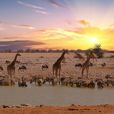 Ein Weitwinkelbild einer Savannenlandschaft bei Sonnenuntergang in Namibia, in der sich eine Vielzahl von Tieren an einem Wasserloch versammelt hat. Im Vordergrund befindet sich ein schlammiges Wasserloch, aus dem viele Zebras trinken. Dahinter stehen mehrere Giraffen und Gnus im trockenen, beigen Gras. Am Horizont ist der Sonnenuntergang sichtbar, mit einer leuchtend orangefarbenen Sonne am rechten Bildrand, die den Himmel in Orange-, Gelb- und Rosatönen färbt. Der Boden ist karg und trocken, mit einigen verstreuten Büschen und Bäumen in der Ferne. Ein Weitwinkelbild einer Savannenlandschaft bei Sonnenuntergang in Namibia, in der sich eine Vielzahl von Tieren an einem Wasserloch versammelt hat. Im Vordergrund befindet sich ein schlammiges Wasserloch, aus dem viele Zebras trinken. Dahinter stehen mehrere Giraffen und Gnus im trockenen, beigen Gras. Am Horizont ist der Sonnenuntergang sichtbar, mit einer leuchtend orangefarbenen Sonne am rechten Bildrand, die den Himmel in Orange-, Gelb- und Rosatönen färbt. Der Boden ist karg und trocken, mit einigen verstreuten Büschen und Bäumen in der Ferne.
